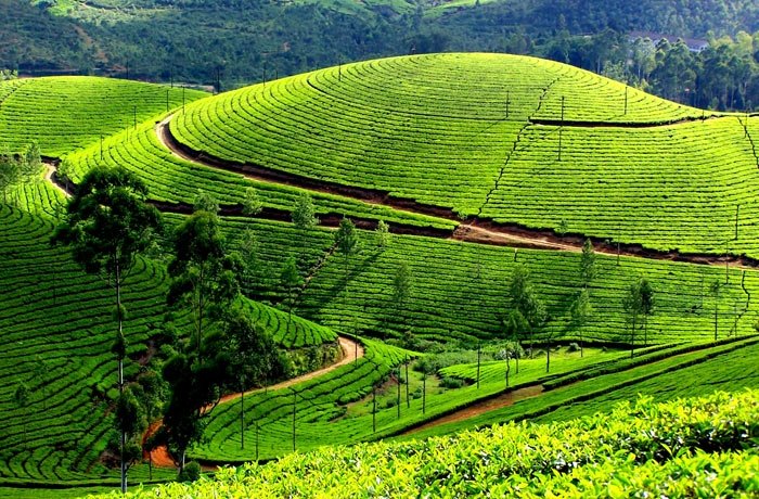 Nuwara Eliya